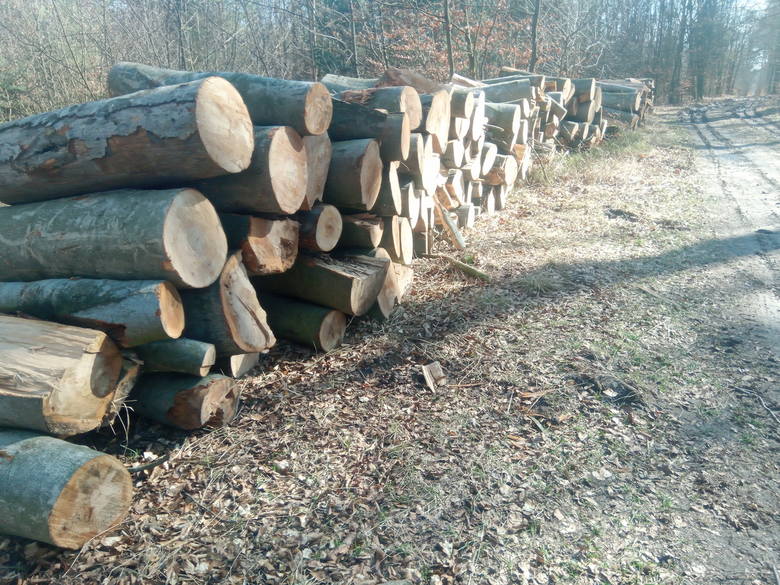Firma „DUDEK” - pozyskiwanie biomasy drzewnej z gruntów rolnych oraz leśnych