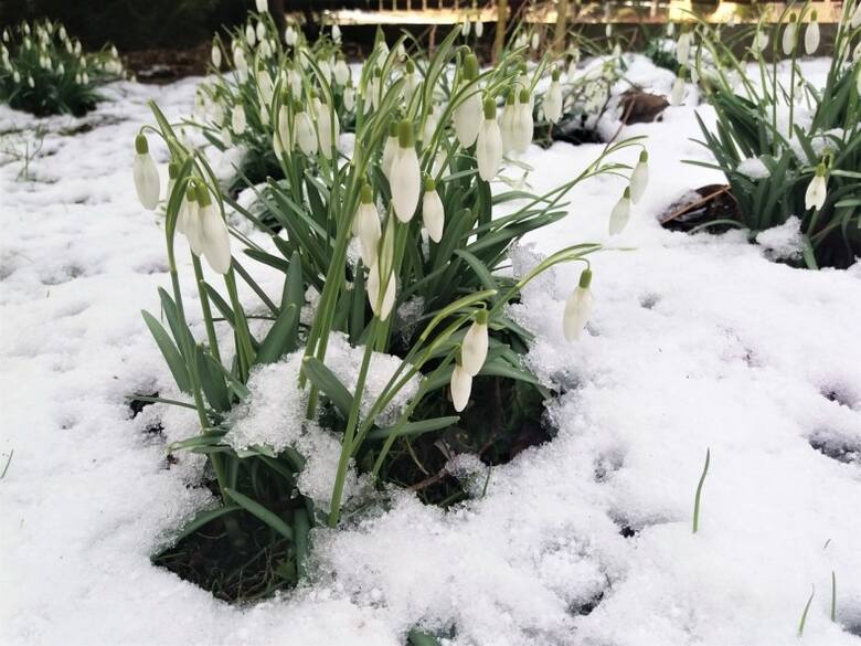 Przebiśniegom przelotne opady śniegu i przedwiosenne kaprysy pogody nie przeszkadzają kwitnąć. Za to zagrozić im może mróz bez śniegu.