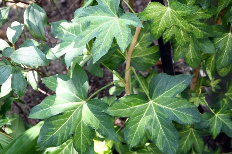 Fatsjobluszcz to idealna roślina do cienia. Ma ładne liście i jest łatwa w uprawie.