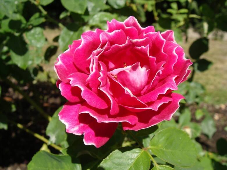 Szlachetne odmiany róż są szczepione na podkładkach. Właśnie takie róże najczęściej kupujemy do ogrodów. Próbując je rozmnożyć, musimy również zadbać