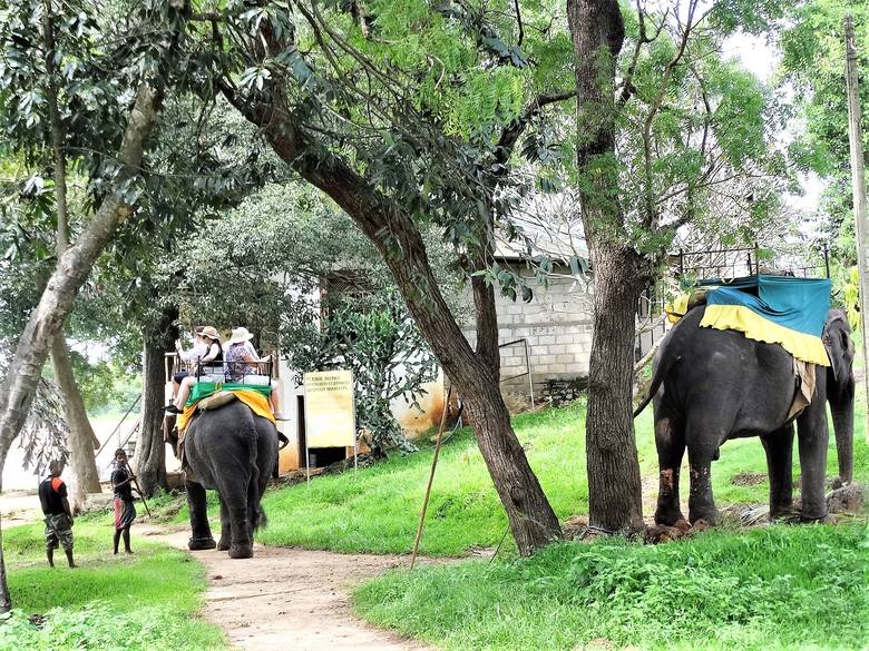 Przejażdżka turysty na słoniu zwykle wiąże się z całą serią opłat i napiwków