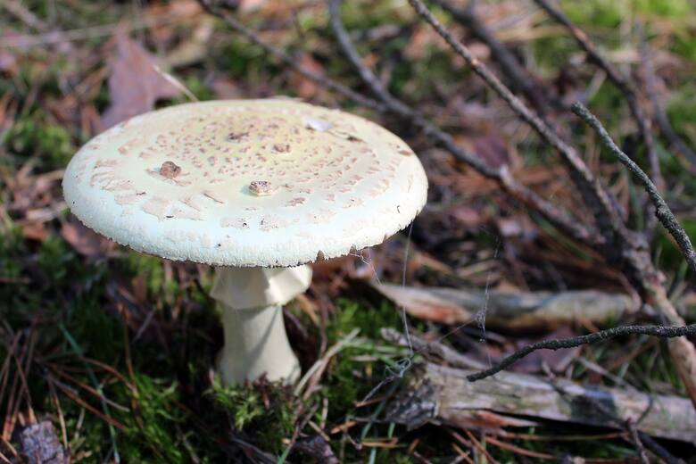 Muchomor sromotnikowy zwany również zielonawym to jeden z najbardziej trujących grzybów. Jest to gatunek pospolity, który spotkać można na terenie całej