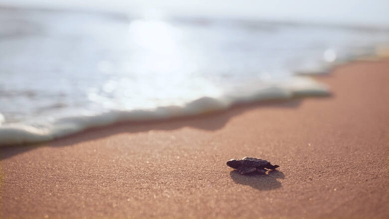 Plaża Patara i żółw