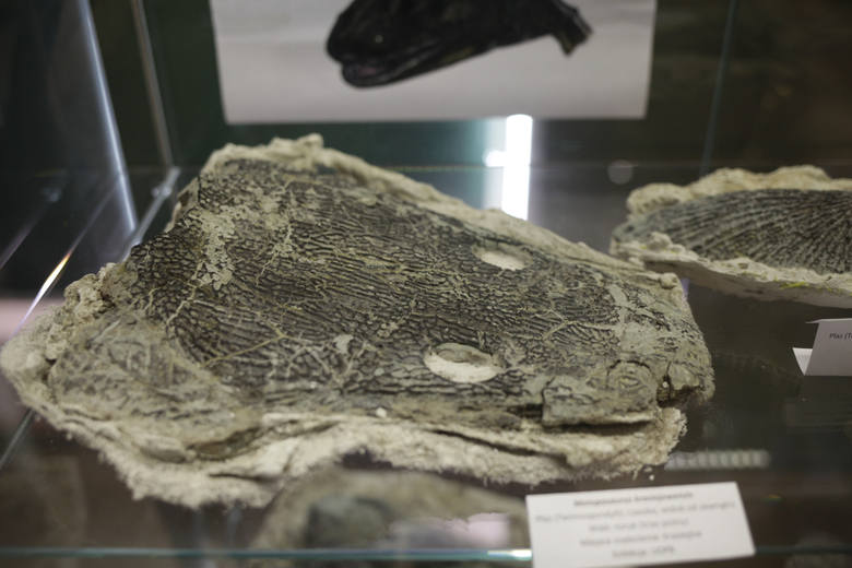 Zęby oraz inne paleontologiczne skarby ziemi opolskiej można oglądać w Muzeum Uniwersytetu Opolskiego (Collegium Maius). 