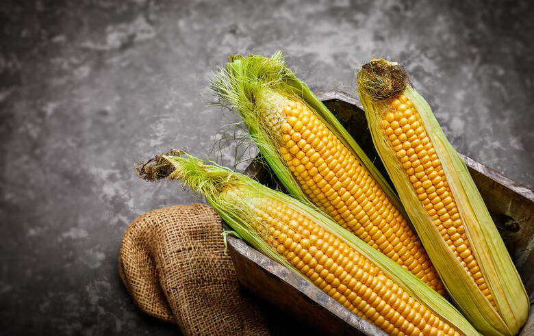 Świeże kolby kukurydzy