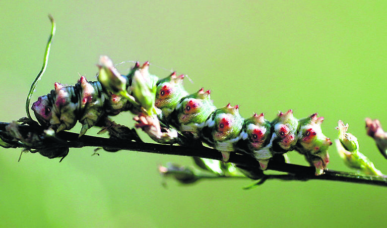 Gąsienica kapturnicy byliczanki (Cuculia artemisiae) - przykład mimetyzmu
