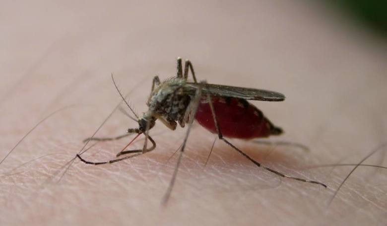 Międzymiastowy sztab walczy z plagą komarów nad morzem