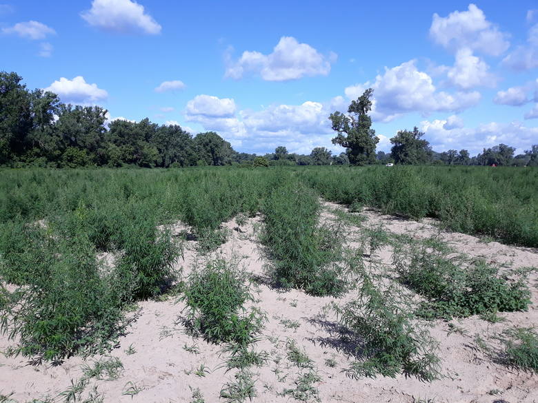 15 tysięcy krzewów samosiejki na polu pana Marcina pod Ciechocinkiem miało być "rekordową plantacją marihuany w kraju"