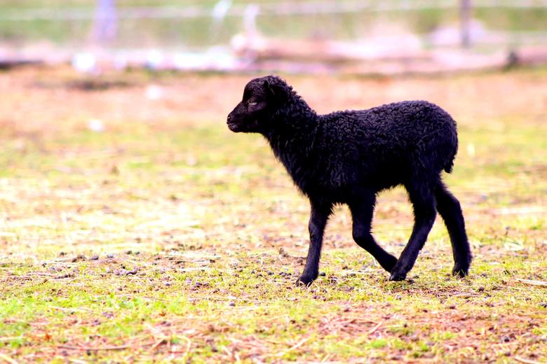 Taka oto czarna owieczka przyszła na świat w gospodarstwie agroturystycznym Malinówka w Drągowinie. 