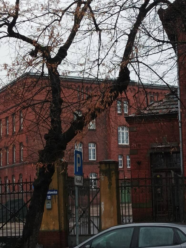 Wewnątrz dwujezdniowej ulicy Piastowskiej stare lipy usunięto i posadzono nowe. Miejmy nadzieję, że nie trzeba będzie usunąć pięknych drzew rosnących