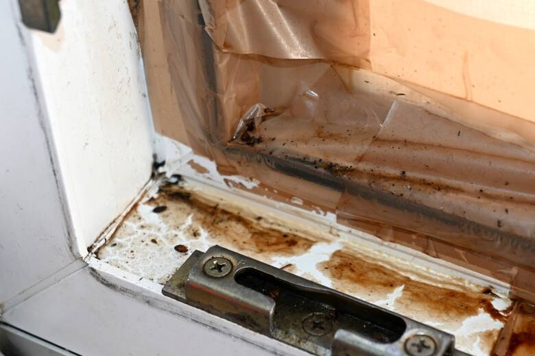 Resztki zdechłych pluskiew na ramach okien w mieszkaniu. Właściciele boją się wietrzyć, by nie wpuścić do domu insektów.