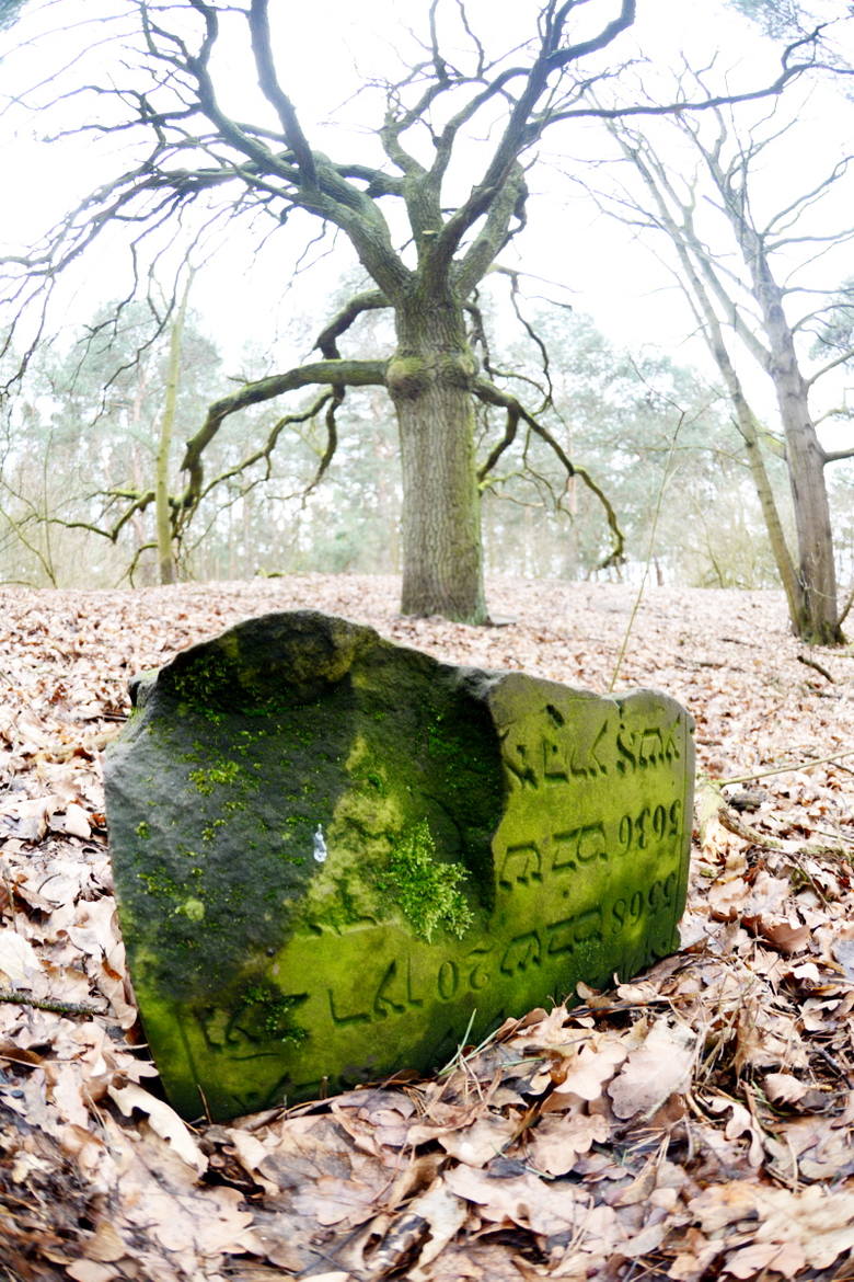 Kargowa: Groby pośród drzew