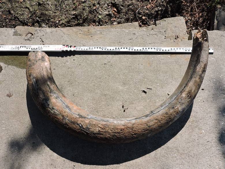 Cios mamuta znaleziony w Zawadzie