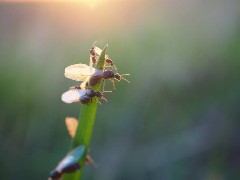 Mrówki ze skrzydłami to uskrzydlone samce i samice (przyszłe królowe) mrówek z gatunku hurtnice. Odbywają rójkę - loty godowe.