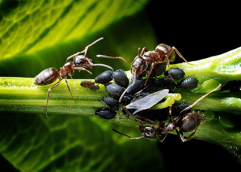 Mrówki korzystają z mszyc mniej więcej tak, jak my z krów: pobierają od nich płynny pokarm, w tym przypadku spadź. Poza tym bronią swoich żywicieli – przed innymi owadami, które zjadają mszyce.