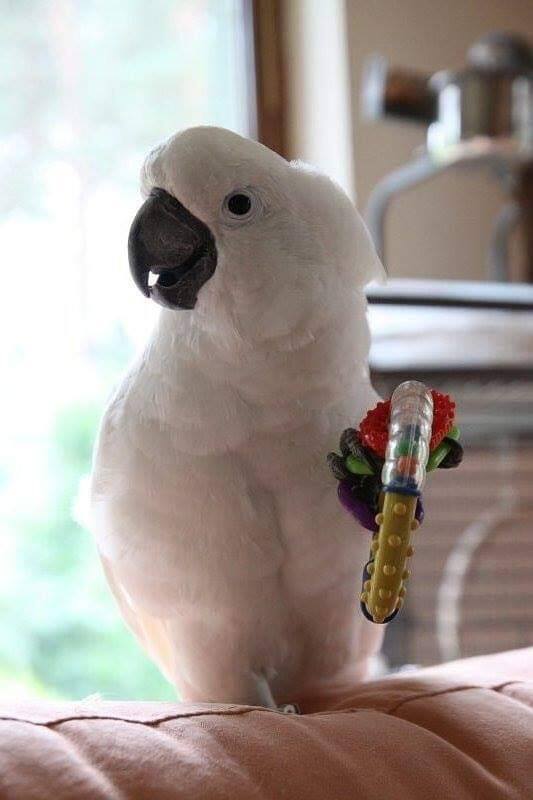 Papuga - Mały - poszukiwana! Nagroda czeka