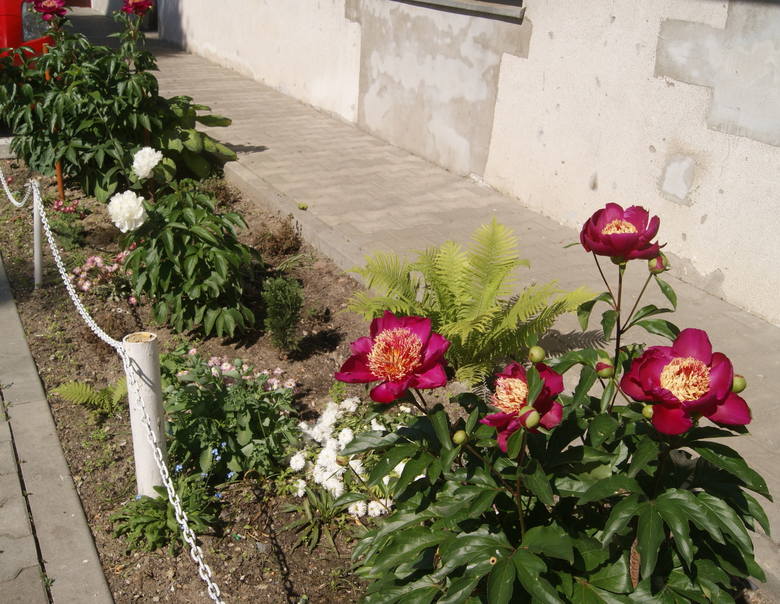 Przy jednym z bloków w Skierniewicach mieszkańcy urządzili sobie piękny ogródek [ZDJĘCIA]