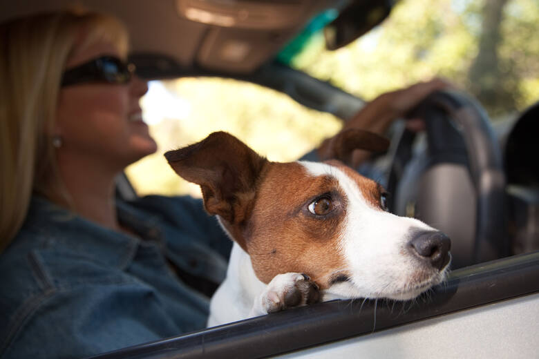 W Polsce przepisy o ruchu drogowym nie określają wprost jak kierowca powinien przewozić swojego psa. Pamiętajmy jednak, że nieodpowiedzialne i bezmyślne