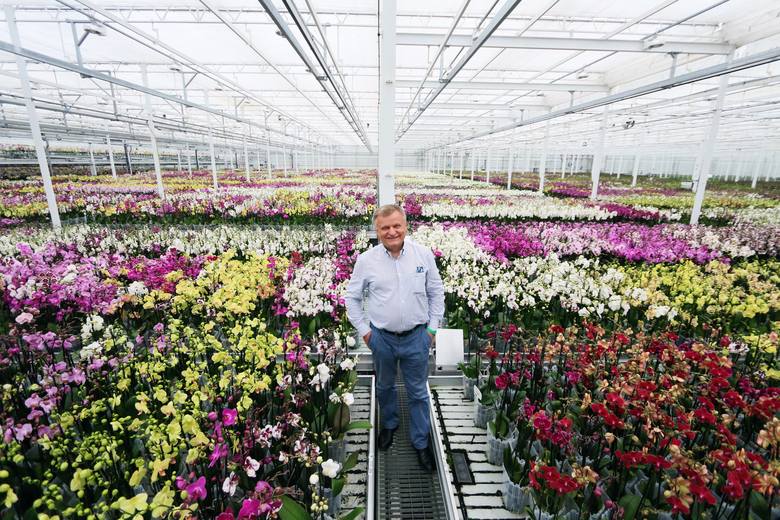 Jarosław Ptaszek: Obecnie wszystkie hale mają łączną powierzchnię ponad 15 hektarów. Firma JMP Flowers słynie na całym świecie z orchidei, róż ciętych