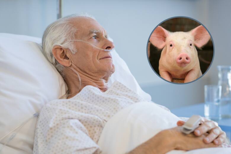Starszy mężczyzna na łóżku szpitalny, w kółeczku świnia