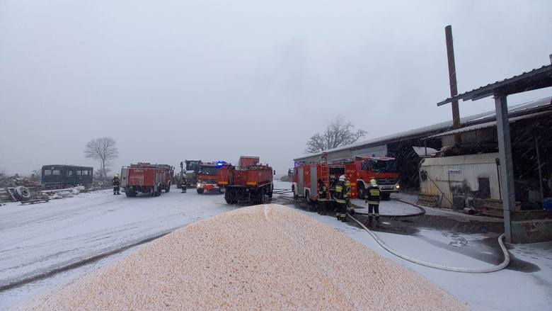 Pali się suszarnia kukurydzy w Boryniu (gm. Sulechów). Siedem zastępów straży ratuje blisko 30 ton kukurydzy