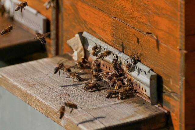 Interwencje pszczelarskie – wkrótce start siedmiu naborów
