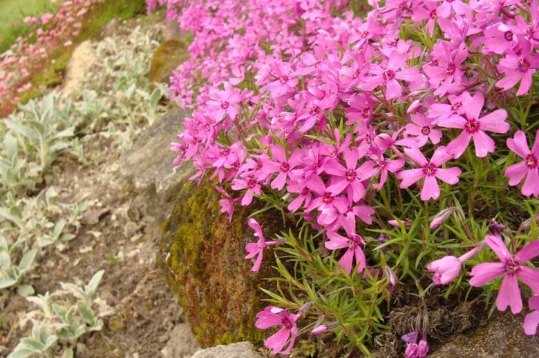 Niskie, kwitnące byliny, takie jak floksy szydlaste i skalnice Arendsa utworzą na skalniaku kolorowe "poduszki" kwiatów.