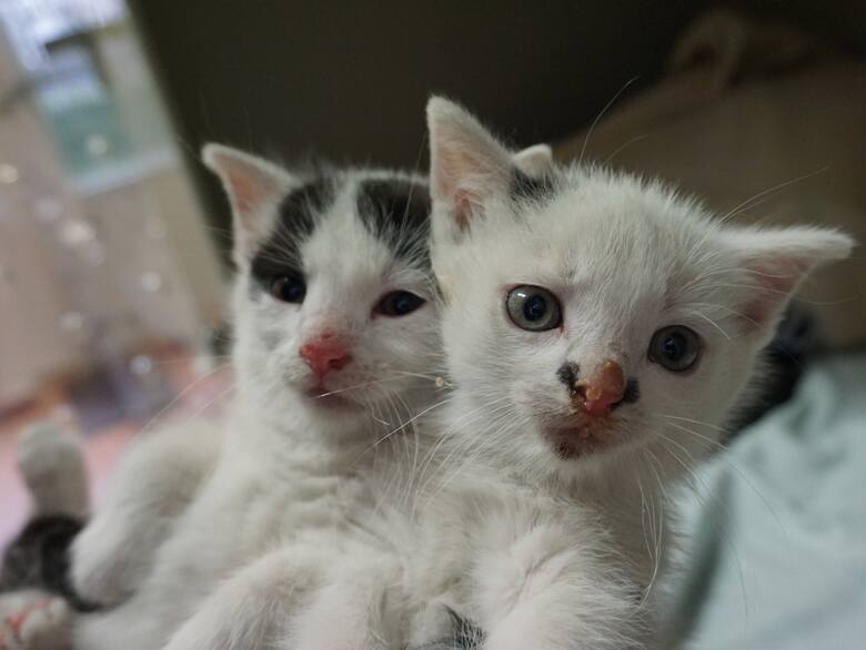 Dwa małe kociaki czekają na nowy dom.