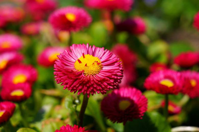 Stokrotki pospolite na trawnikach często kwitną nawet zimą. Jednak na balkonie warto posadzić ich bardziej okazałe, ozdobne gatunki. Mają one pełne lub pełne kwiaty, przypominające białe, różowe lub czerwone pompony.
