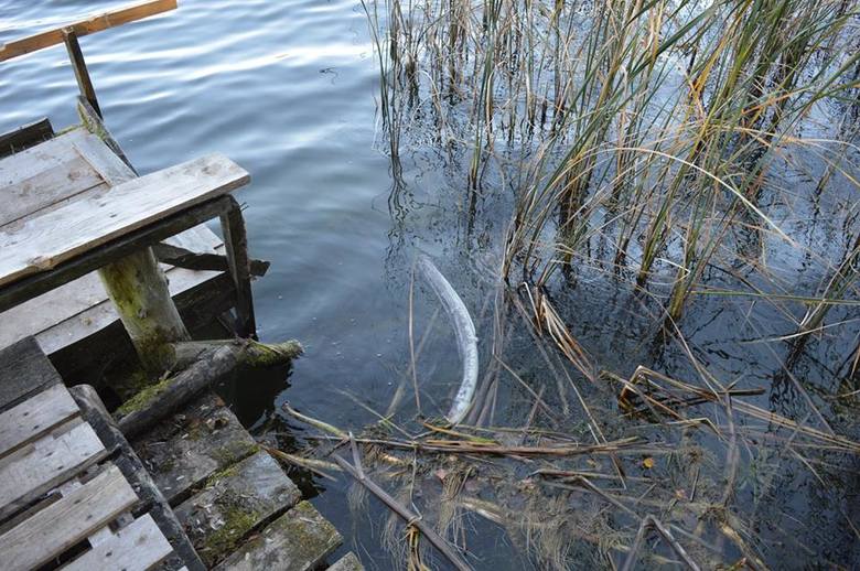 Padniętych węgorzy w jeziorach koło Drezdenka jest coraz więcej. Ichtiolog ma zbadać, co jest przyczyną ich śnięcia.
