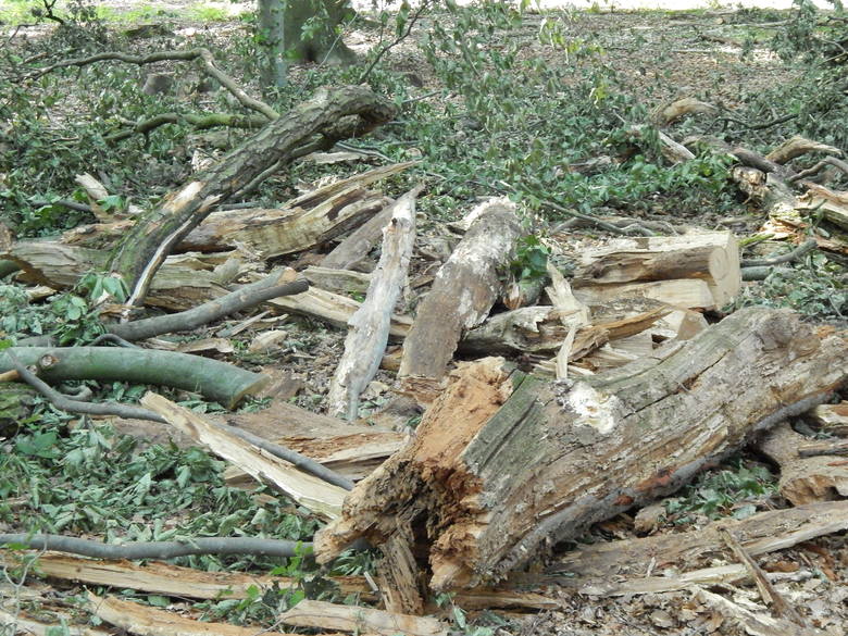 W lesie przy Mosznej nigdy nie wycięto tylu wiekowych drzew. Na razie to 6 dębów szypułkowych liczących ok. 200 lat. Wycinkę czekają jednak kolejne drzewa.
