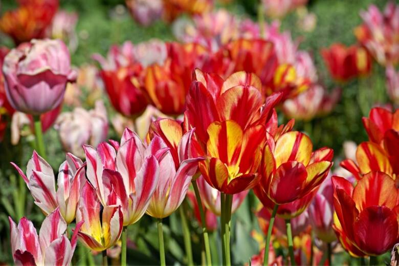 Tulipany występują w wielu odmianach. W XVII wieku ich wygląd "uatrakcyjnił" wirus pstrości tulipana, dzięki któremu przybierały różne