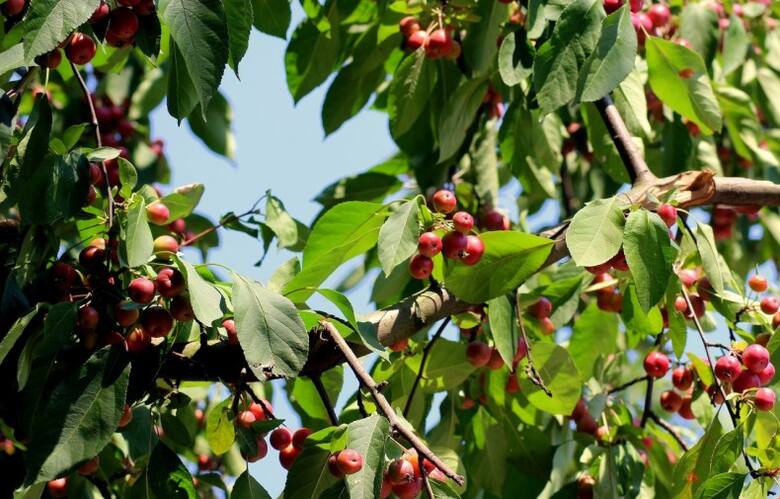 Owoce rajskie jabłoni świetnie nadają się na różne przetwory (zawierają dużo witaminy C). Wyglądają też dekoracyjnie.