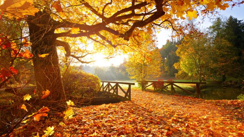 Piękny, kolorowy las jesienią