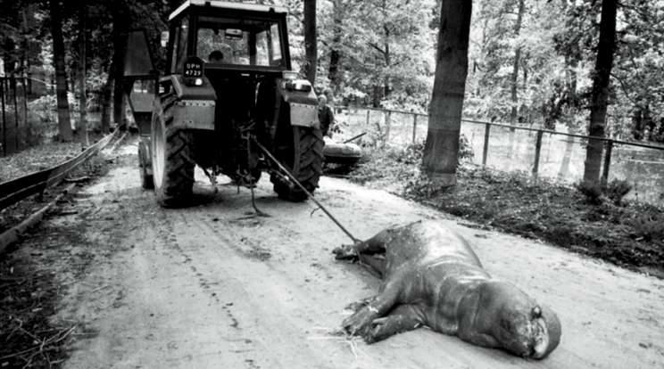 Opole 1997. Ogród zoologiczny. Widok martwych zwierząt robił wstrząsające wrażenie. Nawet hipopotamy utonęły w wielkiej wodzie. 