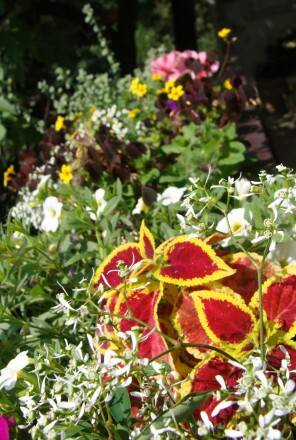 Sadząc rośliny na balkonie pamiętajmy też o takich, które mają kolorowe liście, jak koleusy.