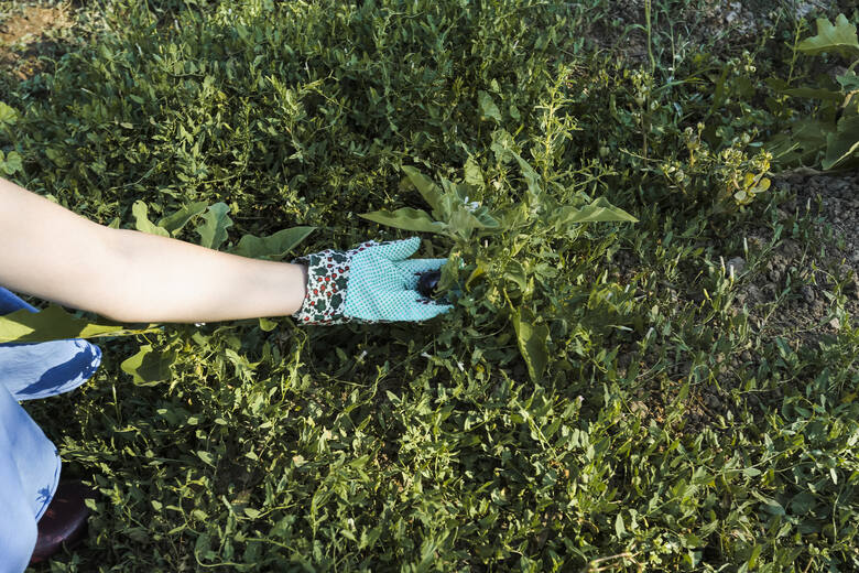 kobieca ręka pielęgnująca rośliny w ogrodzie