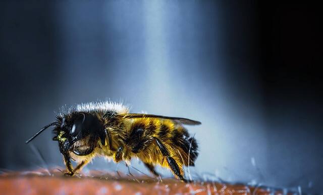Interwencje pszczelarskie – wkrótce start siedmiu naborów