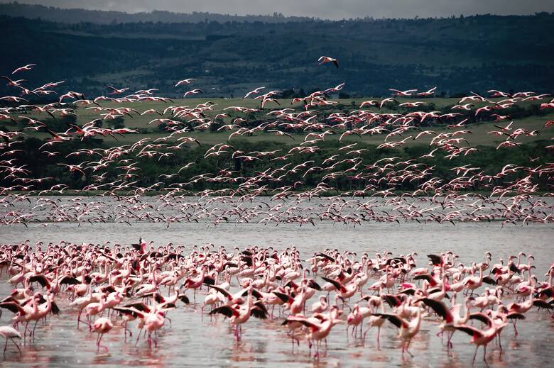 Flamingi w pobliżu kenijskiego jeziora