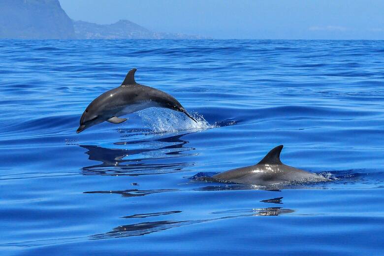 Ratownicy uratowali parę delfinów. Płynęły wprost na brzeg Cape Code w USA