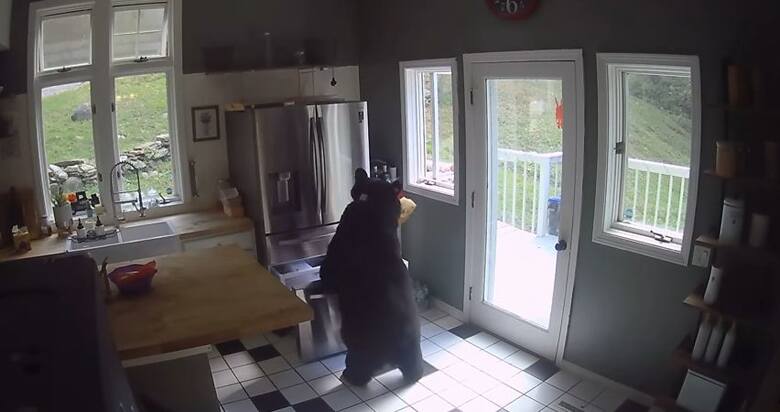 Niedźwiedź czarny dostał się do jednego z domów, otworzył zamrażarkę i zabrał z niej pojemnik z lasagną