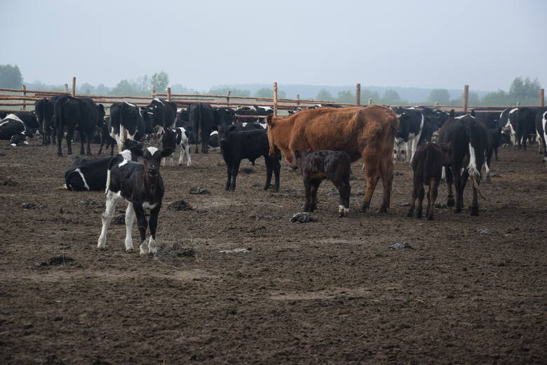 Krowy z Ciecierzyc przez pewien czas żyły w zagrodzie. Aktualnie są na polu. Pilnują ich wynajęci pracownicy i elektroniczny pastuch.