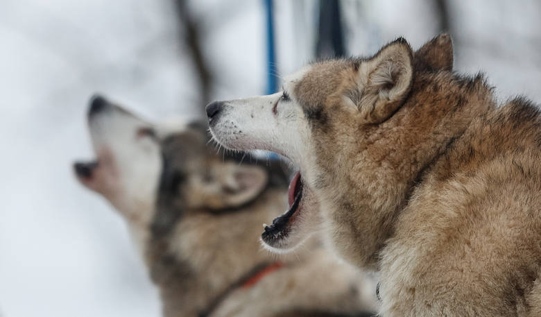 W Lutowiskach psie zaprzęgi pędziły śladami wilka 