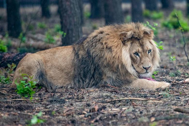 Zoo Poznań: Kociaki z Instagrama? Nie, to drapieżniki  - lwica Kizia i lew Leoś. Spokój odnajdą w azylu