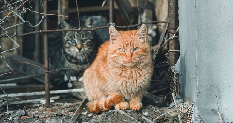 Naukowcy przypominają, że ugryzienia kotów są częstym źródłem infekcji odzwierzęcych.