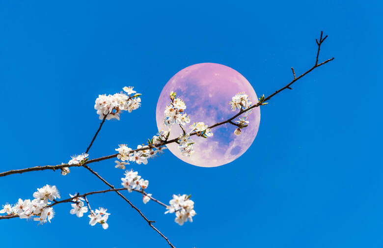 Określenie Truskawkowa Pełnia Księżyca odnosi się do czasu zbioru truskawek.