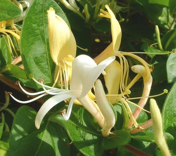 U większości odmian wiciokrzewu japońskiego kwiaty początkowo są białe, ale przebarwiają się na żółto.