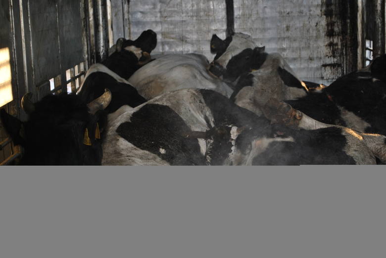 Zatrzymany przez policję transport zwierząt do ubojni w Rosławowicach. Umęczone i padłe zwierzęta przewożono w okropnych warunkach