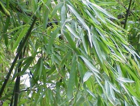 Bambusy złociste, jeśli przemarzną, to dobrze odrastają od korzenia.