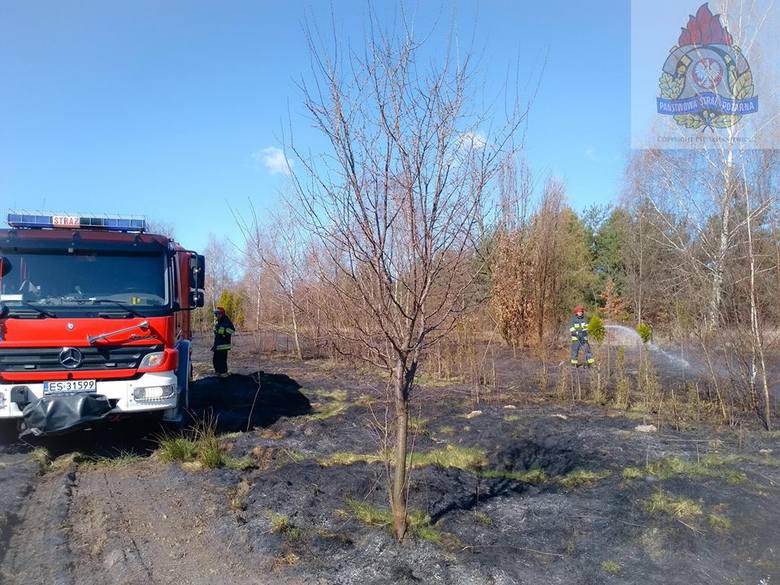 Pożar trawy między ulicą Nowomiejską a Sosnową w Skierniewicach 